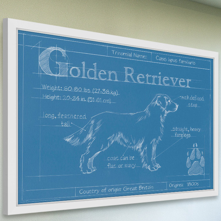 Marmont Hill Blueprint Golden Retriever Picture Frame Graphic Art